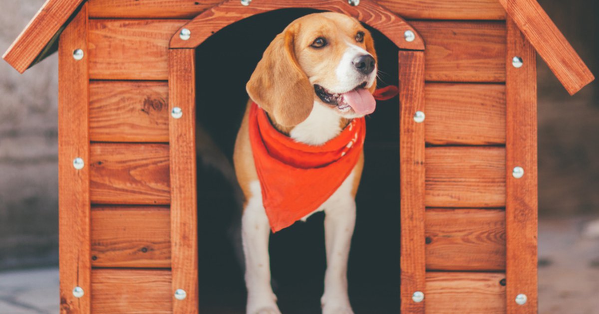 How to Make Your Dog’s Kennel Inviting