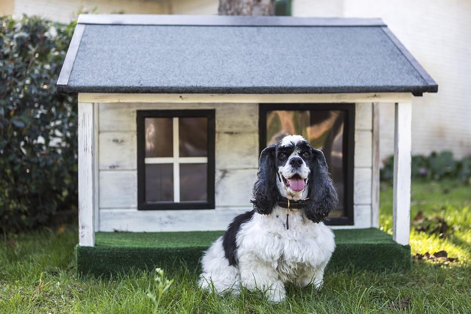 Key Considerations When Buying a Dog Kennel